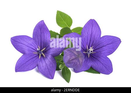 Balloon flowers with bud  isolated on white background Stock Photo