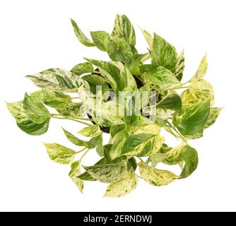 Pothos house plant isolated on white background Stock Photo