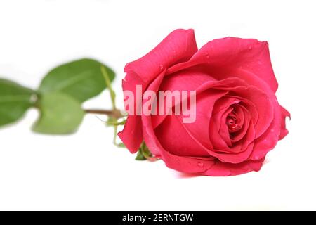 Beautiful bright red rose with water droplets on petals on white background Stock Photo