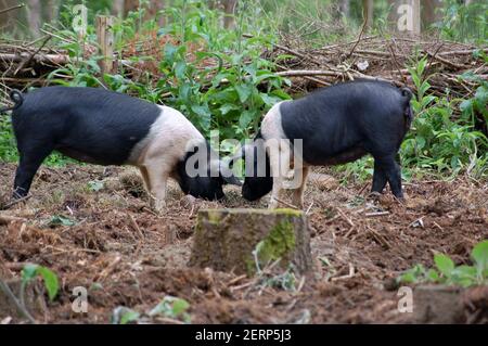 Saddleback pigs rooting around in field Stock Photo - Alamy