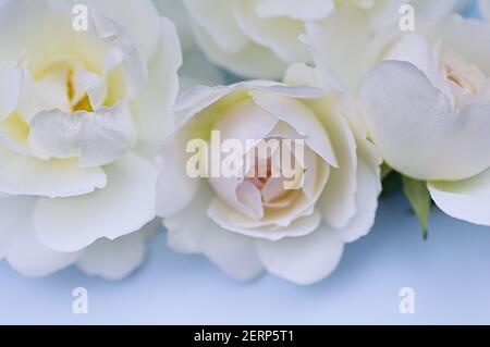 White roses on a blue background. Beautiful floral background. Blurred image. Selective focus. Close up. Stock Photo