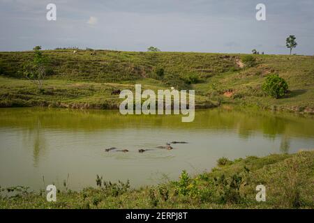 Puerto Triunfo, Colombia. 18th Feb, 2021. Hippos swim in one of the lakes of the park 'Hacienda Nápoles'. The hippos, which the drug lord Pablo Escobar once brought to Colombia, have multiplied so much that the country is looking for a solution for the animals. Credit: Luis Bernardo Cano/dpa/Alamy Live News Stock Photo