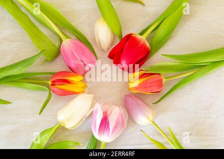 Flat lay card with corlorfull Dutch tulips Stock Photo