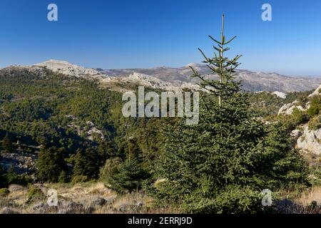 Pinsapos forest (Abies Pinsapo) in the Yunquera fir forest of the Sierra de las Nieves national park in Malaga. Andalusía, Spain Stock Photo