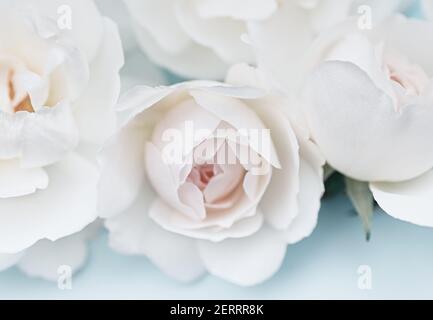 White roses on a blue background. Beautiful floral background. Blurred image. Selective focus. Close up. Stock Photo