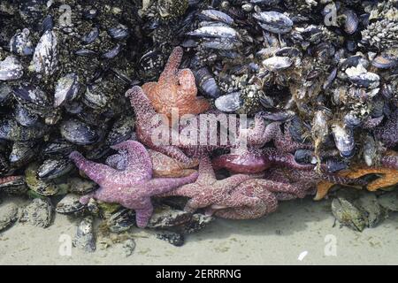 Ochre Sea Stars exposed at low tide(Pisaster ochracheus) Cannon Beach Oregon, USA IN000146 Stock Photo