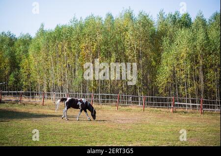 On the paddock in early autumn, a horse walks against the background of the forest Stock Photo