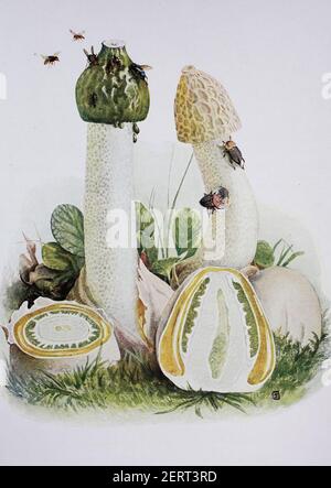 common stinkhorn, Phallus impudicus, digital reproduction of an ilustration of Emil Doerstling (1859-1940) Stock Photo