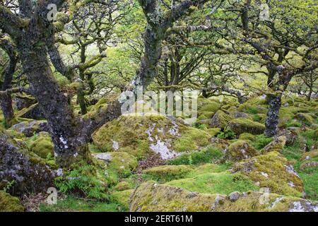 Wistmans Wood showing old Oaksand moss covered rocky understory Dartmoor National Park Devon,  UK LA000217 Stock Photo