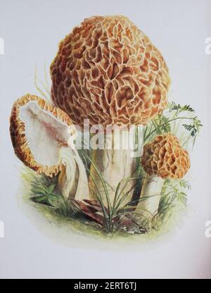 Morchella esculenta, commonly known as common morel, morel, yellow morel, true morel, morel mushroom, and sponge morel, digital reproduction of an ilustration of Emil Doerstling (1859-1940) Stock Photo