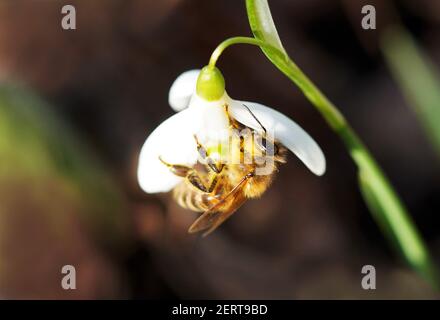Close up of a bee on a snowdrop. Apis mellifera. Early flowering plants in spring. Stock Photo