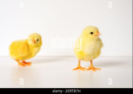 two cute little tiny newborn yellow baby chicks on white background Stock Photo