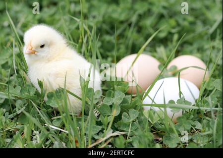 cute little tiny newborn yellow baby chick and three chicken farmer eggs in the green grass on nature outdoor Stock Photo