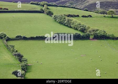 Fields around MalmsmeadExmoor National Park Somerset  UK LA000368 Stock Photo