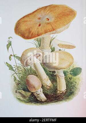 Cortinarius caperatus, commonly known as the gypsy mushroom, Cortinarius caperatus, Syn. Rozites caperatus, R. caperata, digital reproduction of an ilustration of Emil Doerstling (1859-1940) Stock Photo