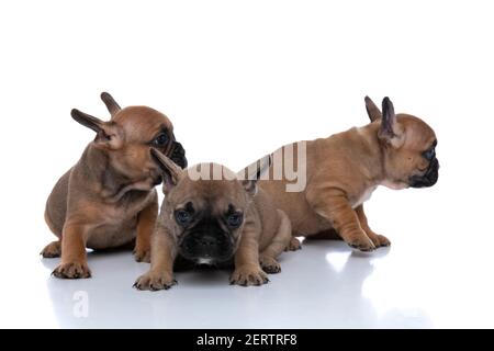 two french bulldog dogs are checking out something to aside while their friend is looking ahead Stock Photo