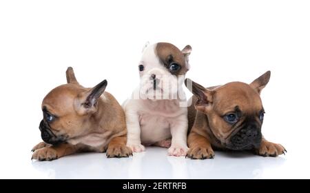 two french bulldog dogs checking the sides while one is looking at the camera Stock Photo