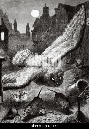 Owl hunting mouse on a full moon night in the city. Old 19th century engraved illustration, El Mundo Ilustrado 1881 Stock Photo