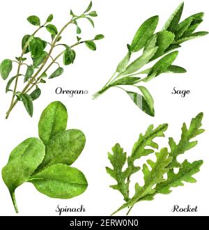 Set of realistic herbs and spices, fresh plants oregano, sage, spinach, arugula isolated vector illustration Stock Vector