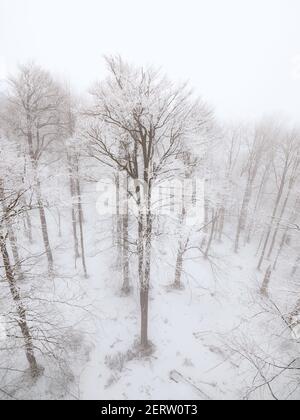 Drone birds view snow covered trees in the winter forest. Heavy mist and gentle snowing Stock Photo