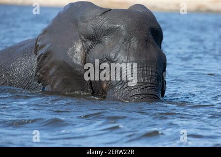 Large African male elephant Loxodonta Africana arriving at the bank of the River Chobe in Botswana after swimming across the river Stock Photo