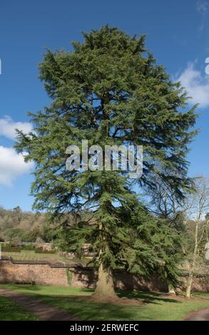 Winter Foliage of an Old Evergreen Deodar Cedar Tree (Cedrus deodara) with a Bright Blue Sky Background Growing in a Park in Rural Devon, England, UK Stock Photo