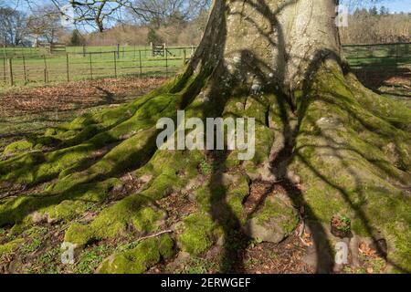 Green Moss (Bryophyta) Growing on the Roots and Trunk  of an Ancient Beech Tree (Fagus sylvatica) on a Bright Sunny Winter Day in Parkland in  Devon Stock Photo