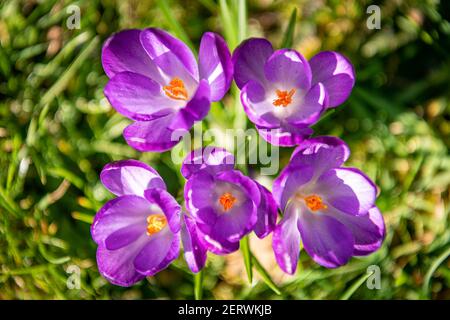 Crocus flowers in sunshine Stock Photo