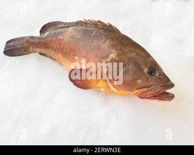 The Atlantic wreckfish, (Polyprion americanus), also known as the stone bass or bass groper in a fish market on ice Stock Photo