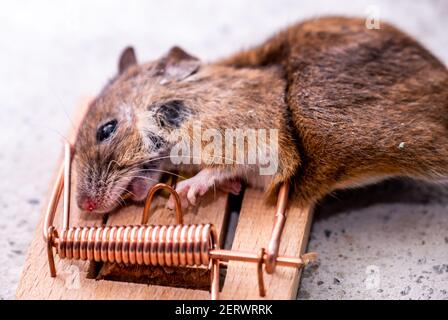 Mouse trapped in Mouse trap in the shed. Stock Photo