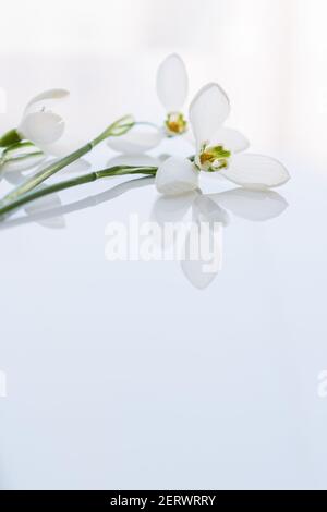 White snowdrops on a white background close-up. macro of spring flowers in soft focus. Vertical flower arrangement of three buds. The concept of tende Stock Photo