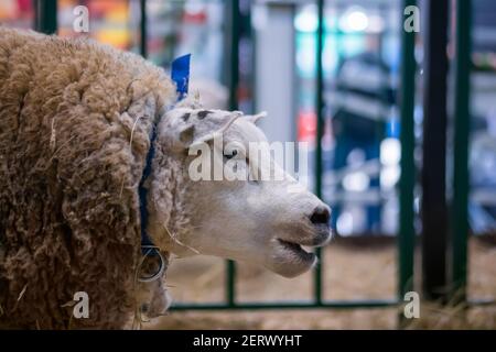 Portrait of funny cute texel sheep at animal exhibition, trade show - close up