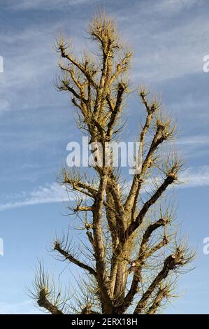 The linden tree has young shoots growing in spring Stock Photo