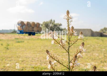 Close-up of a Mediterranean wildflower with white flowers. In the background out of focus, a scene of a rural farm in the interior of the island of Ma Stock Photo