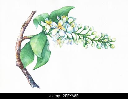 Blooming branch bird cherry, Prunus padus. Hand drawn  painting on watercolor background. Stock Photo