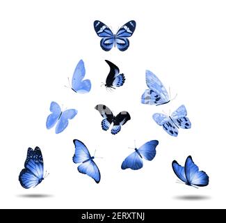 Blue Fake Butterfly Isolated Stock Photo - Download Image Now
