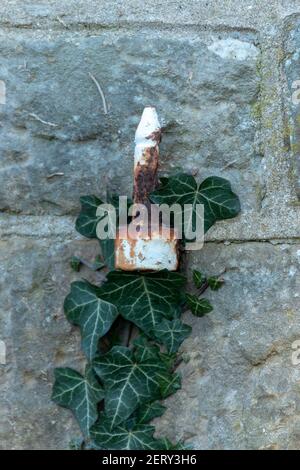 A close up view of a rusted metal latch that has green english ivy growing around it Stock Photo