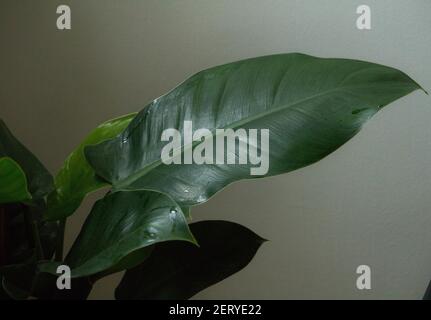 philodendron bipinnatifidum schott ex endl Philodendron bipinnatifidum 'Little Hope'