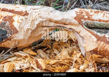 tree trunks gnawed by beavers Stock Photo - Alamy