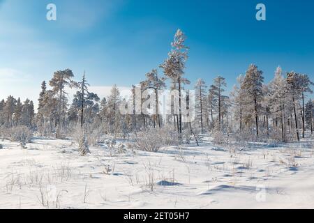 Rare snow-covered pine and larch forest in January in Yakutia Stock Photo