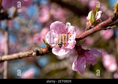 Working Carniolan honey bee (Apis mellifera carnica), peach blossom. Stock Photo