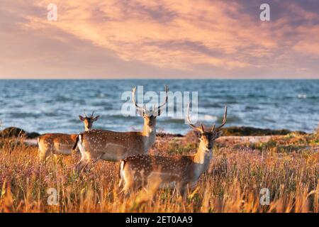 Beautiful sika dappled deers family with great horns on a meadow. Blue sea on background Stock Photo