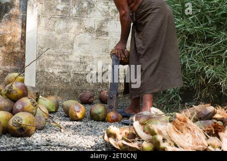 Indian farmer Coconut cut in half and whole coconuts in organic farm. A lot or heap of fresh tasty coco in Kerala India dried in sun to make oil Stock Photo