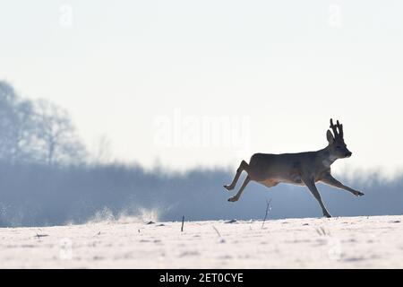 Europäisches Reh, Rehbock, springend, roe deer, European roe, roebuck, Capreolus capreolus, Northwestern Mecklenburg, Germany Stock Photo