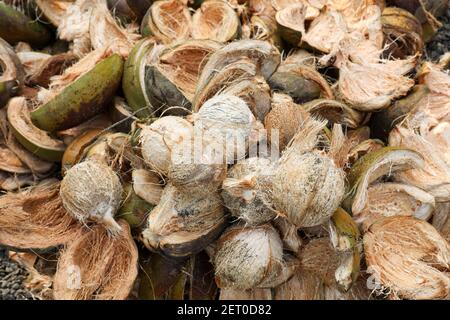 Coconut cut in half and whole coconuts in organic farm. A lot or heap of fresh tasty coco in Kerala India dried in sun to make oil from copra. member Stock Photo