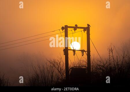 Electricity power lines and posts with birds sat on top during morning sunrise, big orange sun glowing through fog and mist before sunset Stock Photo