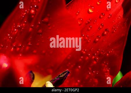 tulip flower petal wetted with a water drops, extreme close up background photo Stock Photo