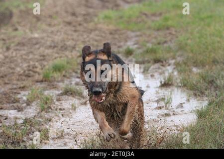 Muddy dog Stock Photo