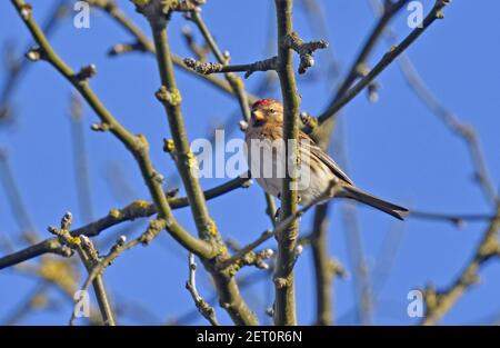 Redpoll (Acanthis flammea) migrant winter-visiting finch to the UK. Kent, UK February Stock Photo