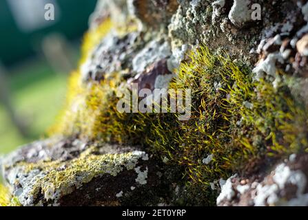 moss growing on old stone wall, norfolk, england Stock Photo